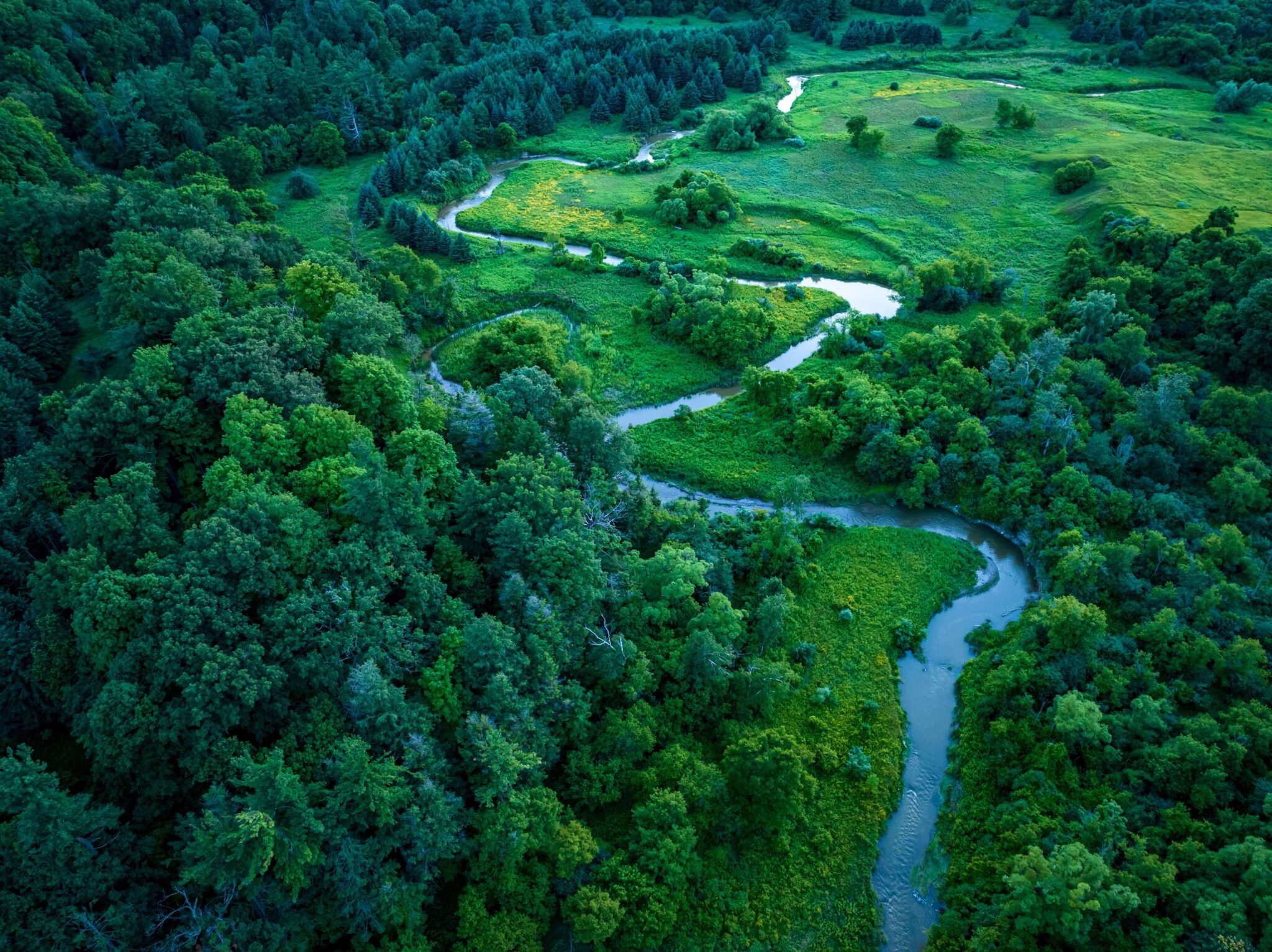 a picture of a forest taken from above